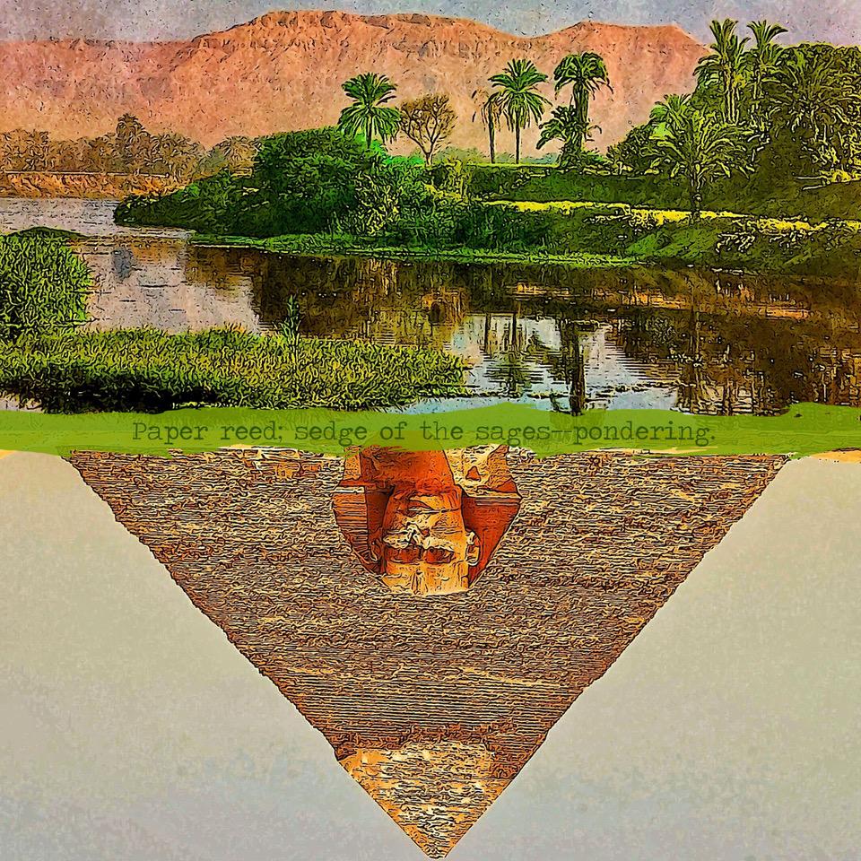 Paper reed sedge of the sages pondering