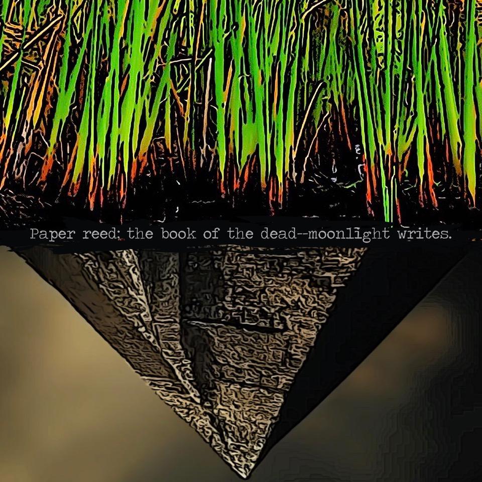 Paper reed the book of the dead moonlight writes